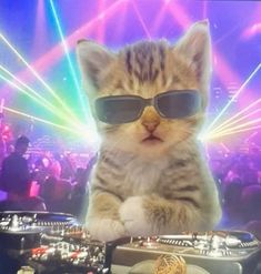 a cat wearing sunglasses sitting on top of a dj's turntable in front of a crowd