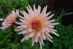 a pink flower with drops of water on it's petals in front of some green plants