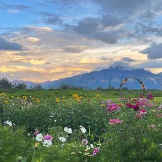 a field full of flowers with mountains in the background