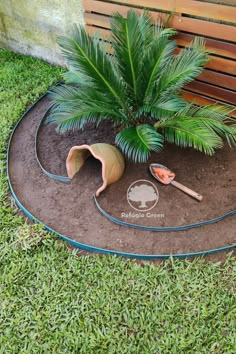 a small palm tree is planted in the ground