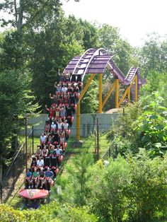 people are riding the roller coaster at an amusement park in the summertime with trees and bushes surrounding them