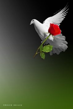 a white dove flying with a red rose in its beak