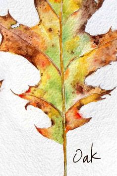 a watercolor painting of a leaf with the word oak on it's side