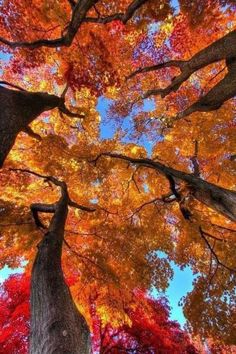 looking up at the tops of tall trees in autumn