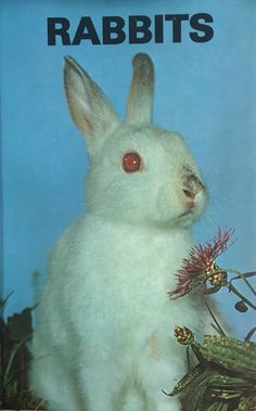 a white rabbit with red eyes sitting in front of a blue background and the words rabbits on it