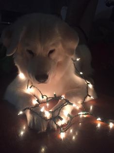 a dog is sitting on the floor with christmas lights around it's neck and head