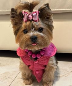 a small brown dog wearing a pink dress