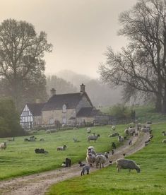 a herd of sheep standing on top of a lush green field next to a house