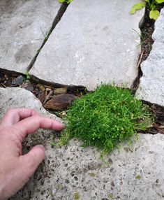 someone is holding their hand over some green grass on the ground in front of them