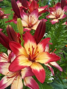 red and yellow flowers are blooming in the garden