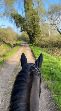 the back end of a horse's head as it walks down a dirt road