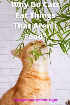 an orange and white cat eating leaves from a plant with the caption why do cats eat things that aren't food?