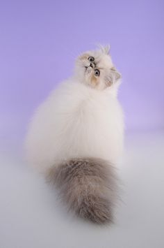 a fluffy white and brown cat sitting on top of a purple floor next to a blue wall