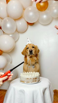 a dog sitting on top of a table with a birthday cake