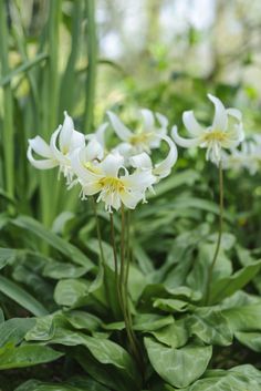 some white flowers are growing in the grass