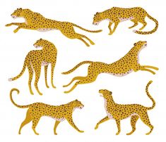 four cheetah in different positions on a white background