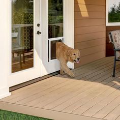 a brown dog standing on top of a wooden deck