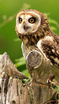 an owl sitting on top of a wooden post