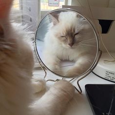 a white cat is looking at its reflection in a mirror while laying on a desk