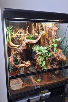 an aquarium filled with plants and rocks