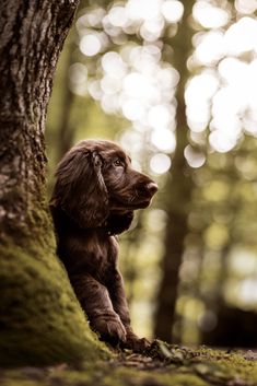 a dog that is standing up against a tree