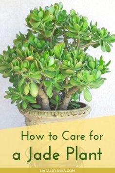 a potted plant with the words how to care for a jade plant on it