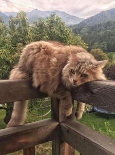 a cat that is sitting on top of a wooden fence looking at the camera with mountains in the background