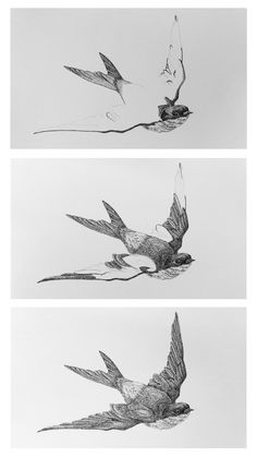 three drawings of birds flying in the sky