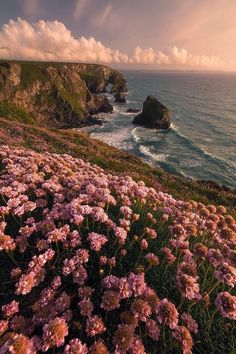 pink flowers growing on the side of a cliff next to the ocean