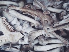 a pile of bones that are laying on top of each other