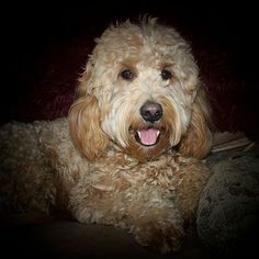 a close up of a dog laying on a couch with its tongue out and it's eyes open