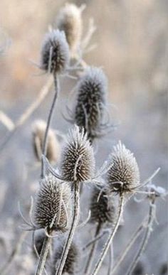 some very pretty looking plants in a field with no leaves on it's stems