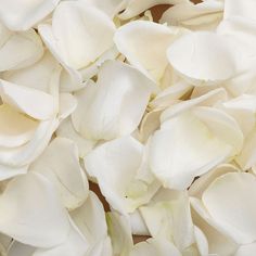 white flower petals are scattered on top of each other