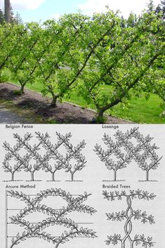 the different types of trees are shown in this diagram