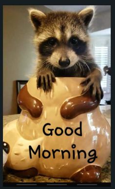 a raccoon sitting on top of a plastic bear with the words good morning