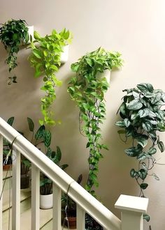 some plants are growing up the side of a stair case in front of a wall