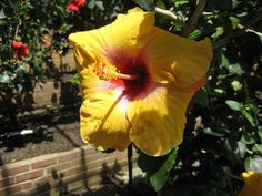 a large yellow flower with red stamen on it