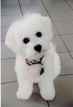 a small white dog standing on top of a tile floor