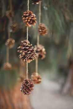 some pine cones hanging from a string in front of a tree branch with other pine cones attached to it