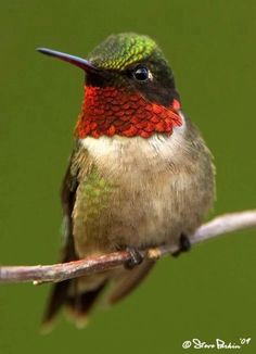 a hummingbird perched on a branch with red and green feathers in the foreground