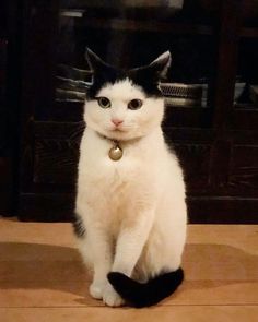 a black and white cat sitting on top of a wooden floor next to a fireplace