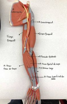 an image of the muscles and their major vessels on a white board with text below