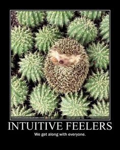 a hedgehog is curled up in the middle of a group of green cactuses