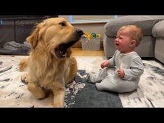 a baby sitting on the floor next to a golden retriever dog, with it's mouth open