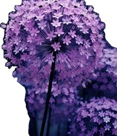 a dandelion with purple flowers in front of a black and white background is shown