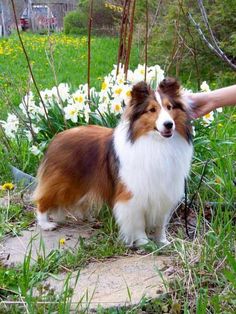 a brown and white dog standing on top of a grass covered field next to flowers