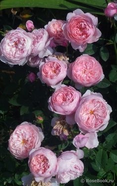 pink flowers are blooming in the garden