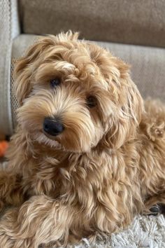 a small brown dog laying on top of a rug