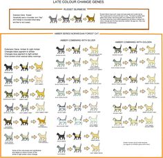 the cat's color scheme for different breeds and colors are shown in this chart