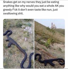 an image of a snake that is on the ground and then has it's tail curled up